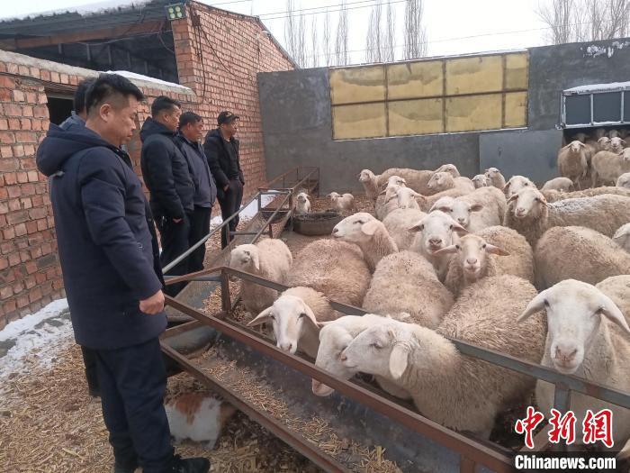 庆阳羊养殖